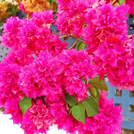 Juana En Monaco Appartement La Manga del Mar Menor