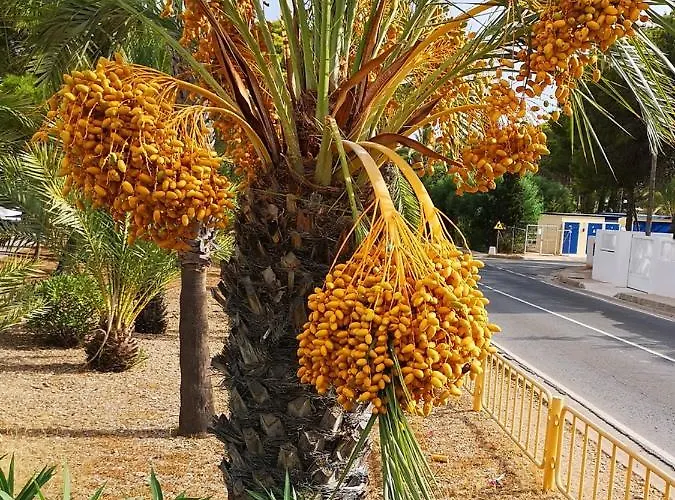 Juana En Monaco * La Manga del Mar Menor