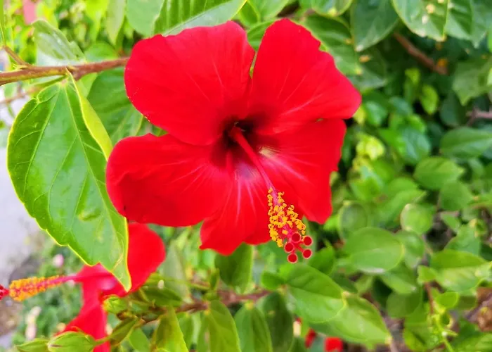 Juana En Monaco * 라망가델마르메노