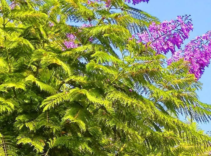 Juana En Monaco 라망가델마르메노